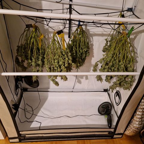 Mimosa x Orange Punch growlog timeline photo