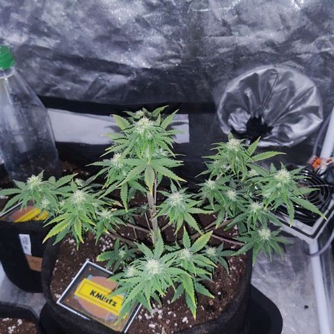 KMintz Auto (RipperSeeds) growlog timeline photo