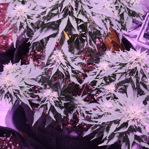 KMintz Auto (RipperSeeds) growlog timeline photo