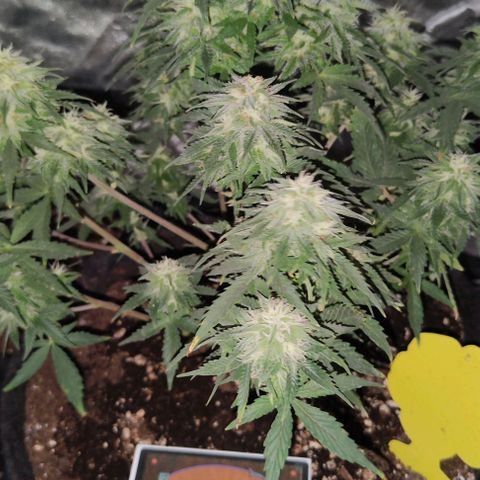 KMintz Auto (RipperSeeds) growlog timeline photo