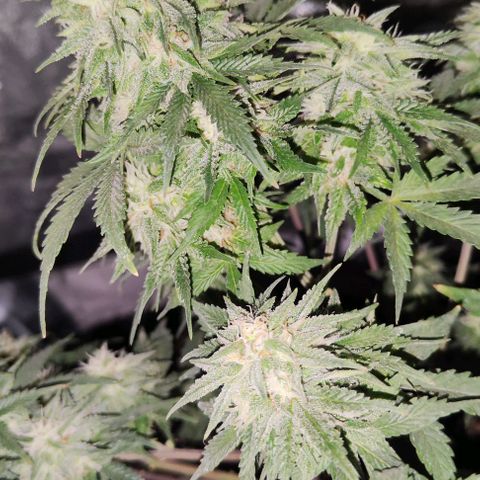 KMintz Auto (RipperSeeds) growlog timeline photo