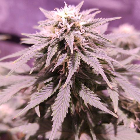 KMintz Auto (RipperSeeds) growlog timeline photo