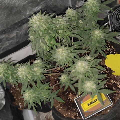 KMintz Auto (RipperSeeds) growlog timeline photo