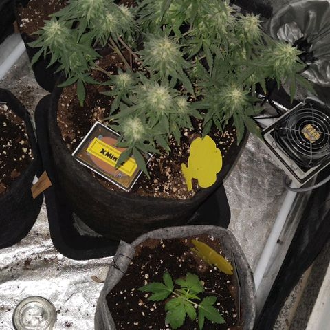 KMintz Auto (RipperSeeds) growlog timeline photo