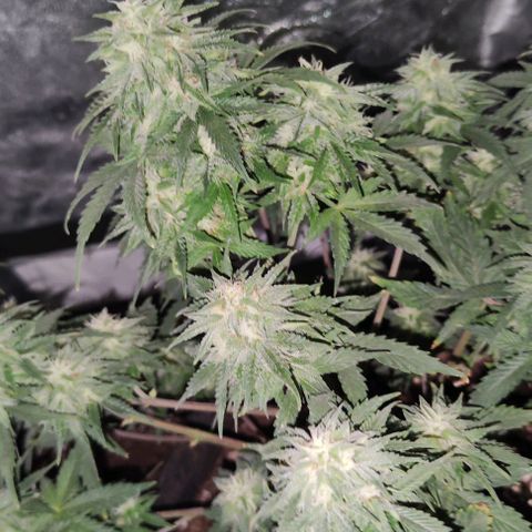 KMintz Auto (RipperSeeds) growlog timeline photo