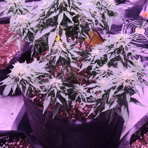 KMintz Auto (RipperSeeds) growlog timeline photo