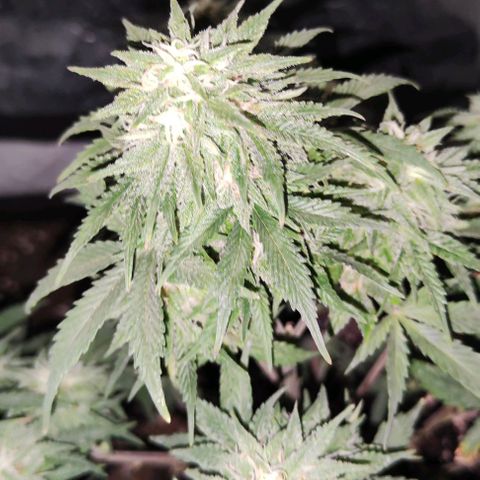KMintz Auto (RipperSeeds) growlog timeline photo
