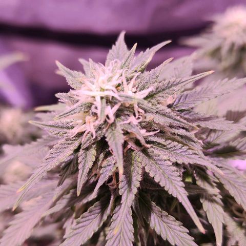KMintz Auto (RipperSeeds) growlog timeline photo