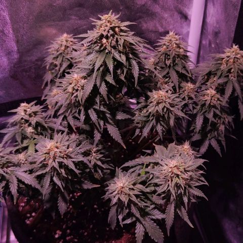 KMintz Auto (RipperSeeds) growlog photo: BlütePhase geht im Ende zu 🤙🌱