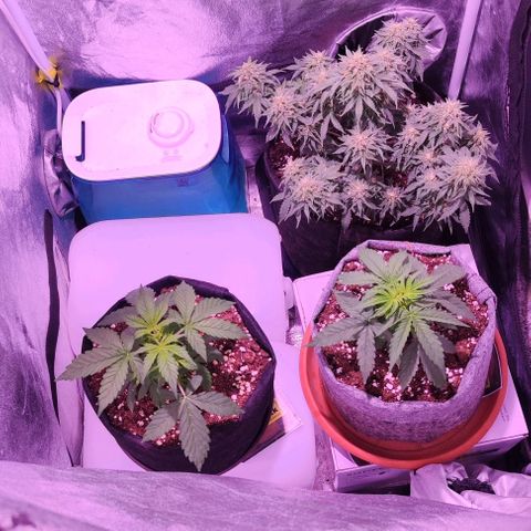 KMintz Auto (RipperSeeds) growlog photo: Aktuelles Setup mit 3 Pflanzen.

60x60x160er Zelt mit 1x 125W Schiller Growlight LED

1x12l Topf und 2x 8l Topf 