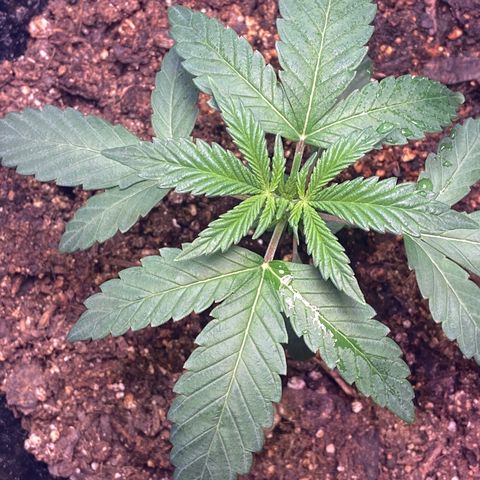 Southern Classic  growlog timeline photo