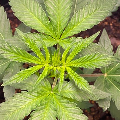 Southern Classic  growlog timeline photo