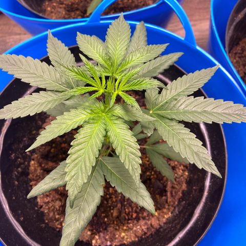 Southern Classic  growlog timeline photo