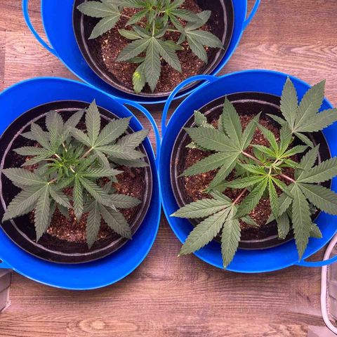 Southern Classic  growlog timeline photo