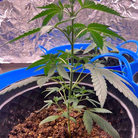 Southern Classic  growlog timeline photo