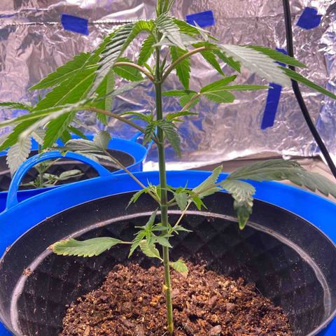 Southern Classic  growlog timeline photo