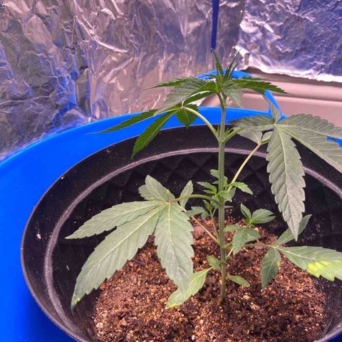Southern Classic  growlog timeline photo