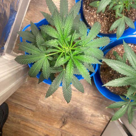 Southern Classic  growlog timeline photo