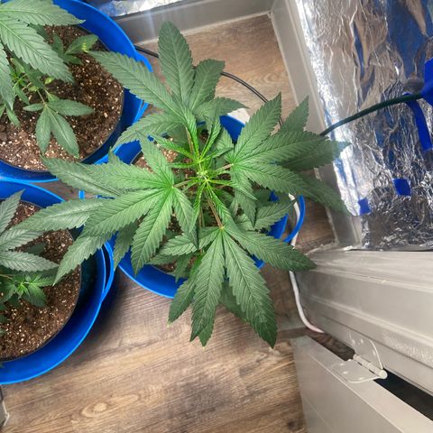 Southern Classic  growlog timeline photo