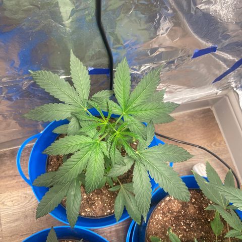 Southern Classic  growlog timeline photo