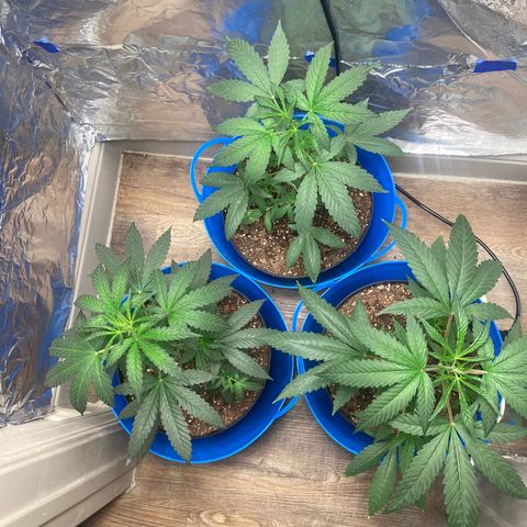 Southern Classic  growlog timeline photo