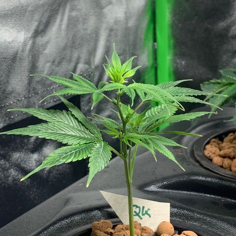 Quantum Kush growlog timeline photo
