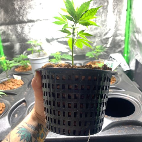 Black Raspberry growlog photo: Wasser Wurzel