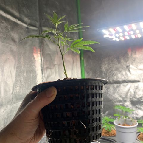 Quantum Kush growlog photo: Wasser Wurzeln