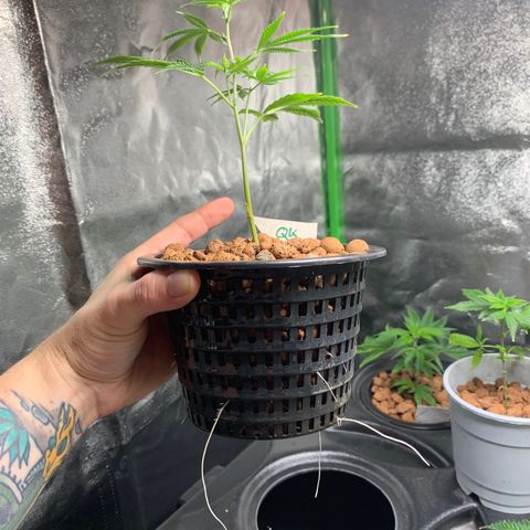 Quantum Kush growlog timeline photo