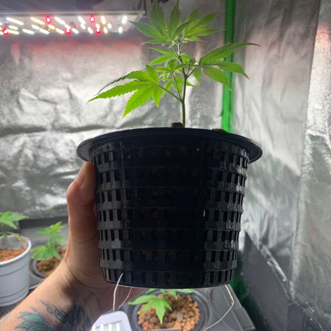 Black Raspberry growlog timeline photo