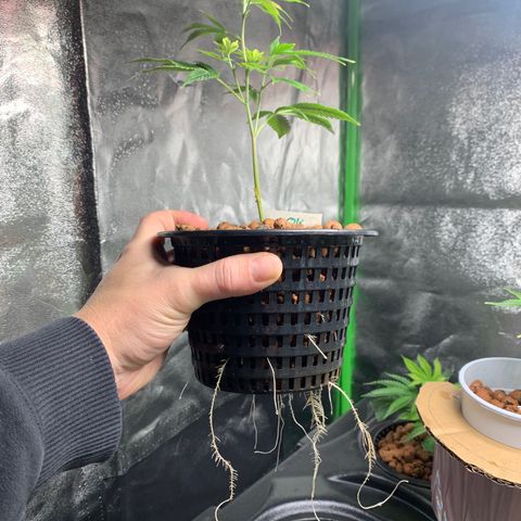 Quantum Kush growlog timeline photo
