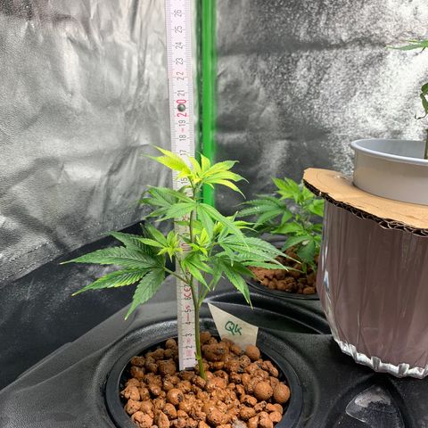 Quantum Kush growlog timeline photo