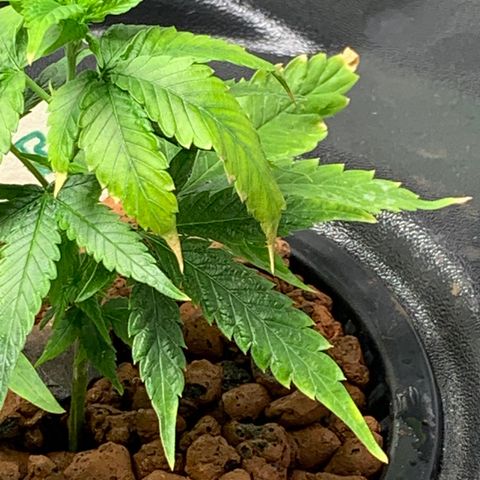 Black Raspberry growlog photo: Nährstoffmangel 