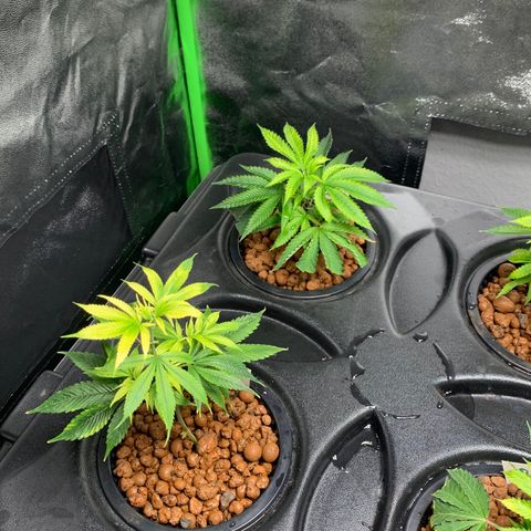 Black Raspberry growlog photo: Nährstoffmangel 