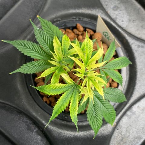 Black Raspberry growlog photo: Nährstoffmangel 