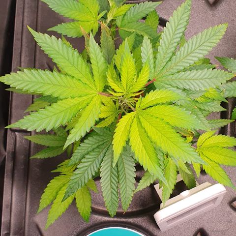 Black Raspberry growlog photo: 2. Woche Nutrial Advanced 