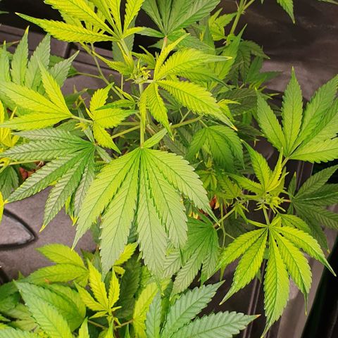 Black Raspberry growlog photo: 2. Woche Nutrial Advanced 