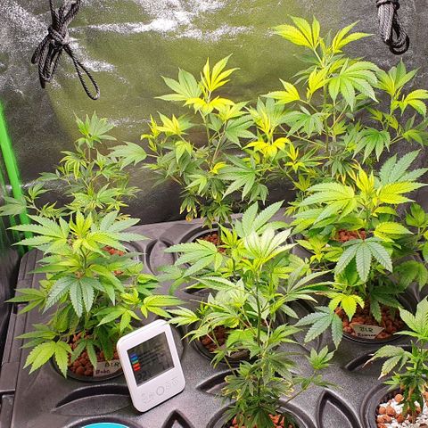 Black Raspberry growlog timeline photo