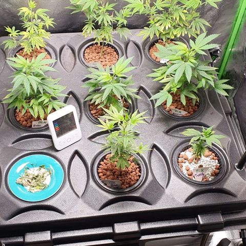 Black Raspberry growlog timeline photo