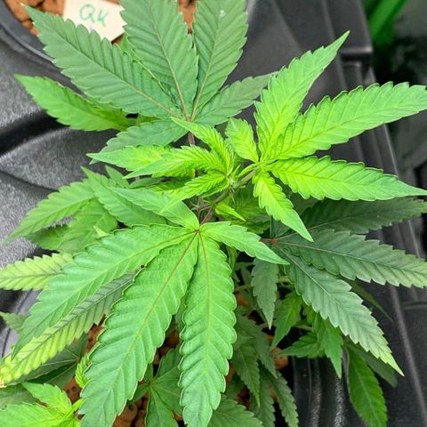 Black Raspberry growlog timeline photo