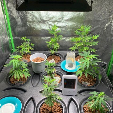 Black Raspberry growlog timeline photo