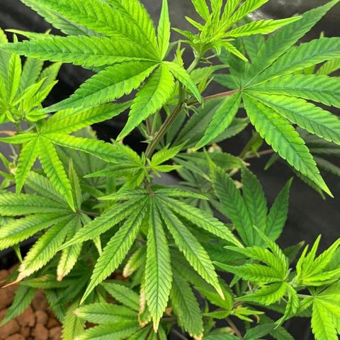 Black Raspberry growlog timeline photo