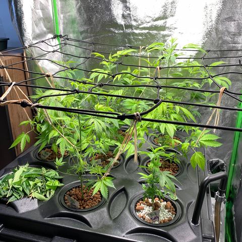 Black Raspberry growlog photo: Schnitt und Blüte Beginn 