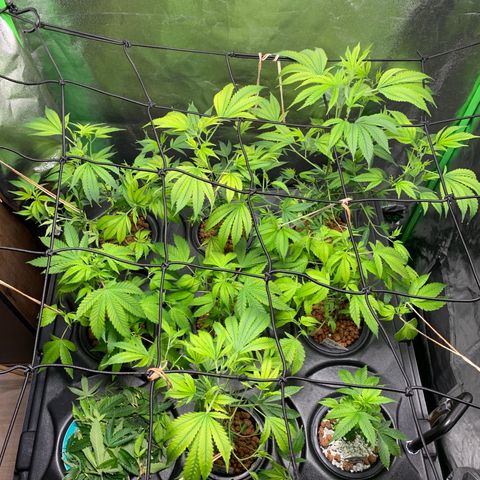 Black Raspberry growlog photo: Schnitt und Blüte Beginn 