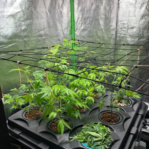 Black Raspberry growlog photo: Schnitt und Blüte Beginn 