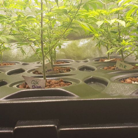 Black Raspberry growlog photo: Bj bissel beschnitten 