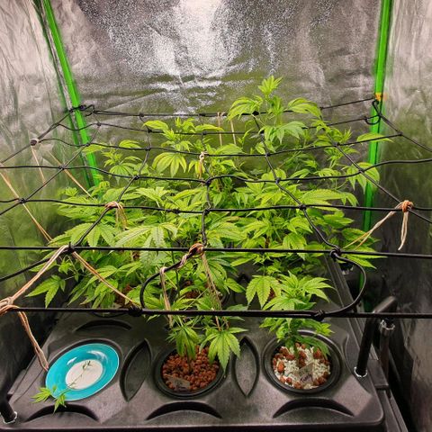 Black Raspberry growlog photo: Bj bissel beschnitten 