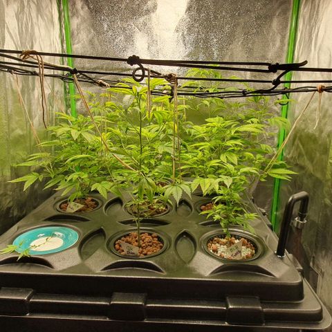 Black Raspberry growlog photo: Bj bissel beschnitten 