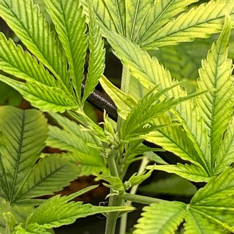 Black Raspberry growlog photo: Start 3.Blütewoche
