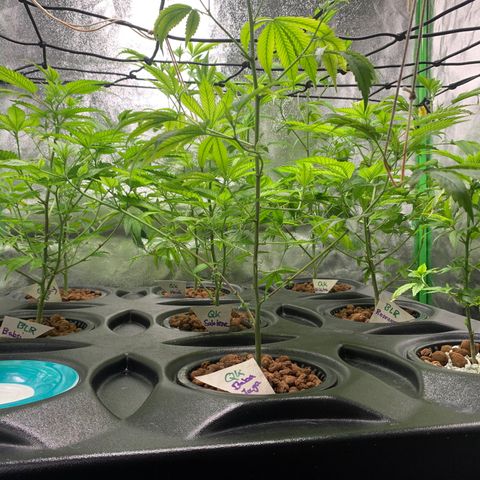 Black Raspberry growlog photo: Start 3.Blütewoche